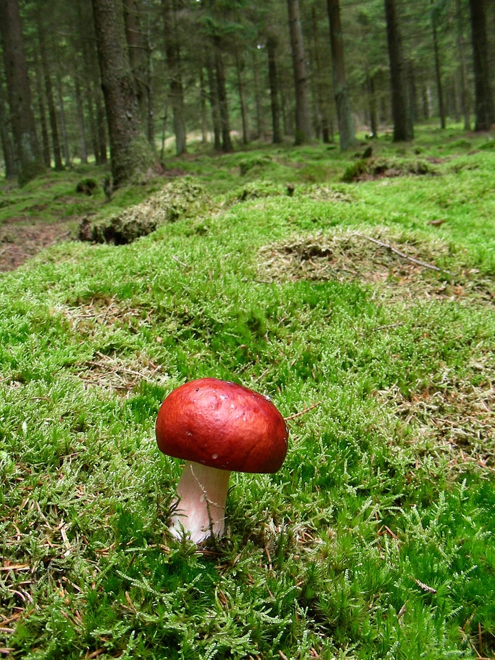 Autumn europe russula xerampelina
