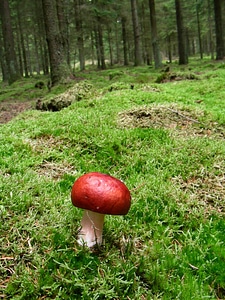 Autumn europe russula xerampelina