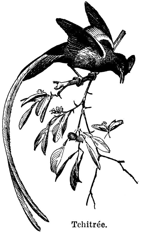 Bird Plant Hummingbird Beak