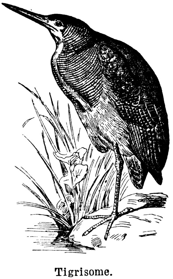 Bird Beak Botany Plant