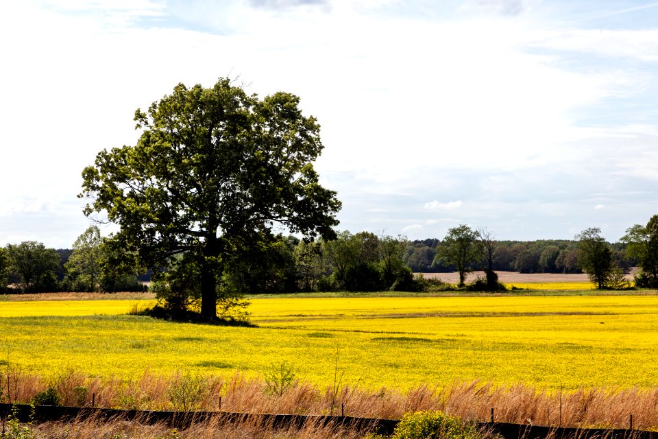 Spring field of rapeseed flowers in Benton County, Mississippi. Original image from Carol M. Highsmith’s America, Library of Congress collection.