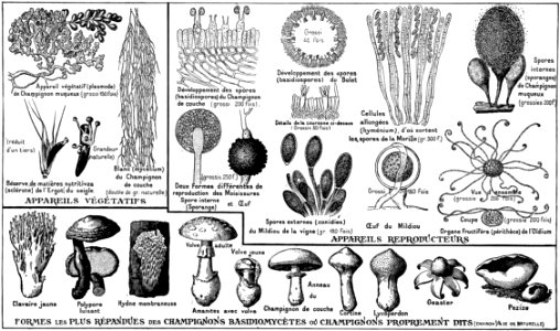 Champignons-OA