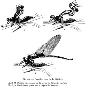 Libellule-mue