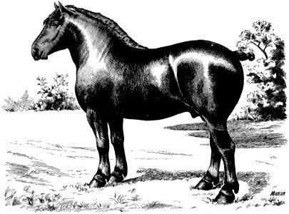 Cheval-073
