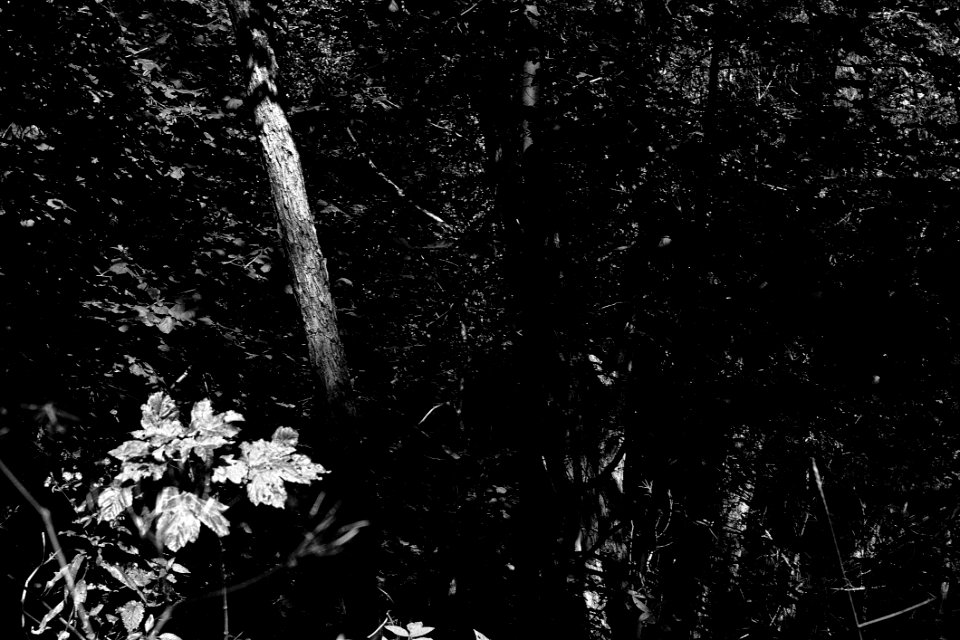 Forest1