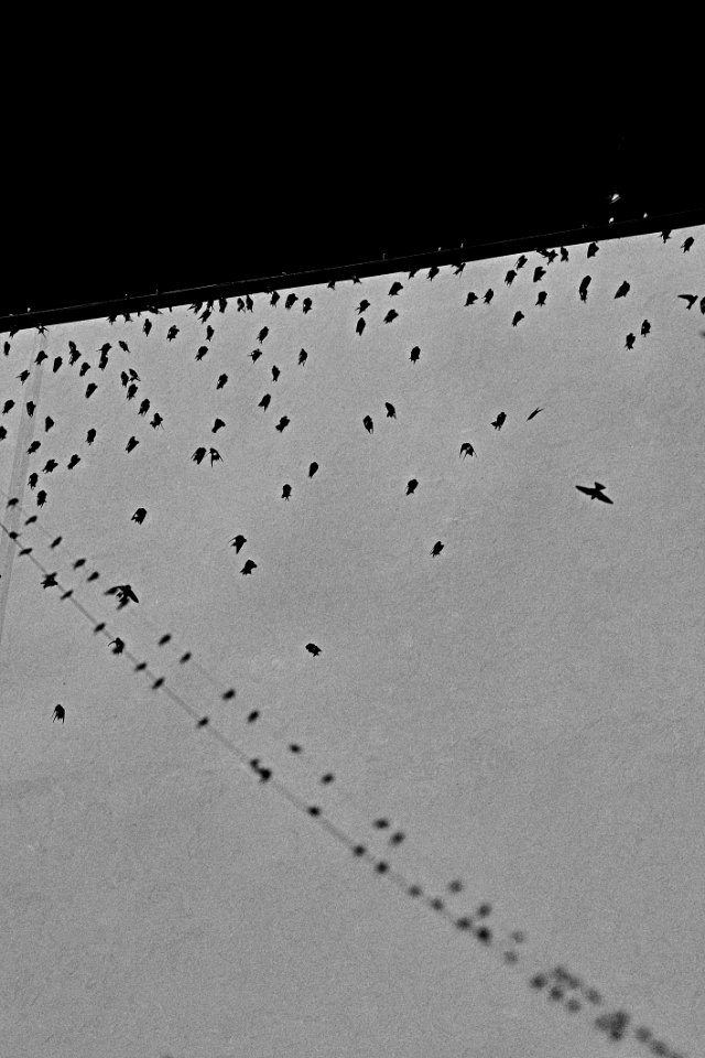 Bird Silhouette In Sky