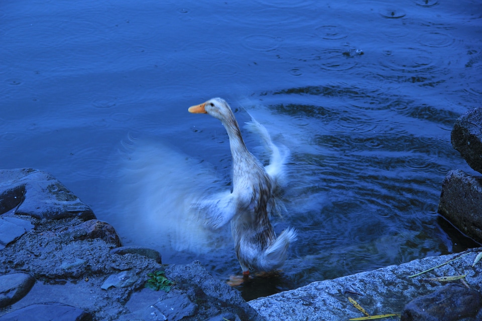 Duck moment water