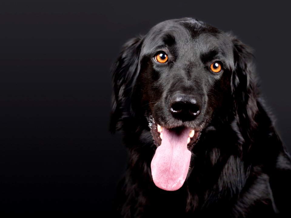 Black Flat Coated Retriever