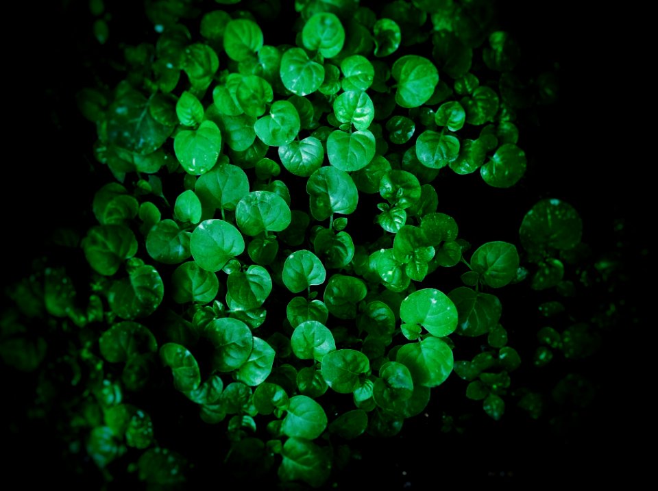 Green Leaf Plant