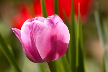 Macro Shot Image Of Pink Flowr