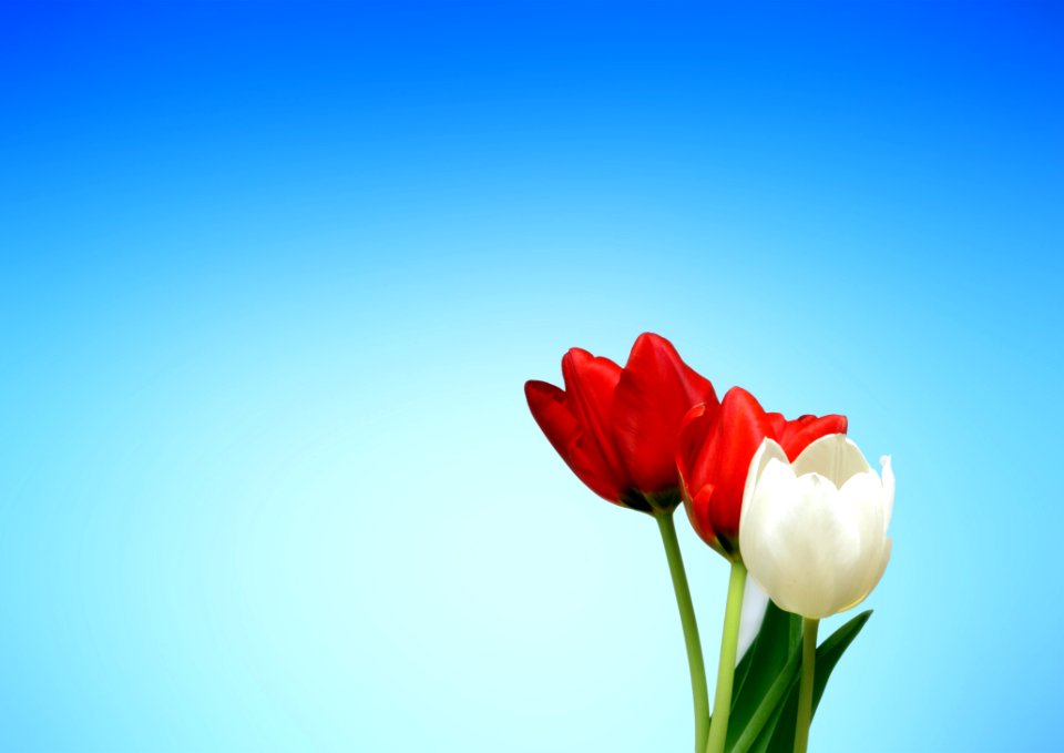 Red And White Flower
