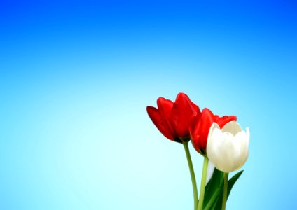 Red And White Flower