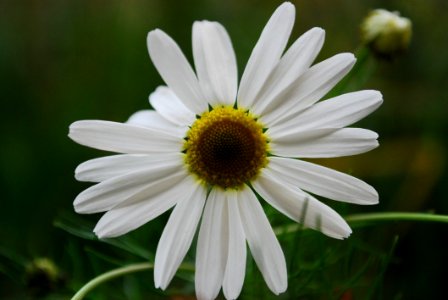 Close Up Photo White Petaled Flower photo