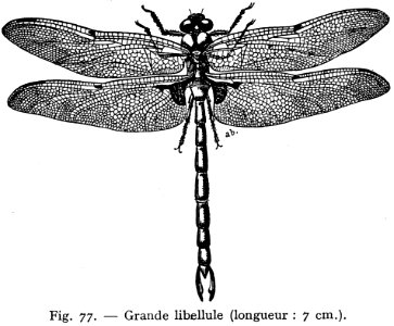 Libellule