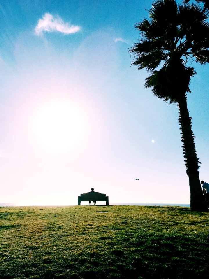 Man Sitting On A Bench Under A Bright Sky Beside A Coconut Tree