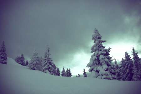 Snow Covered Pine Trees Under Cloudy Skies photo
