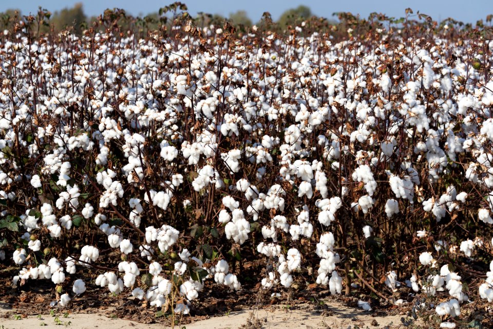 Cotton field in rural Tunica County, Mississippi. Original image from Carol M. Highsmith’s America, Library of Congress collection.