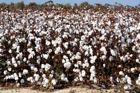 Cotton field in rural Tunica County, Mississippi. Original image from Carol M. Highsmith’s America, Library of Congress collection. photo