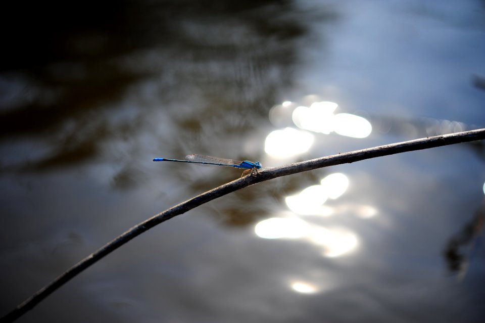 Blue Dragonfly Perch On Tree Branch