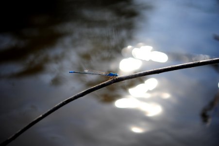Blue Dragonfly Perch On Tree Branch photo