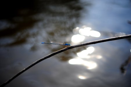 Blue Dragonfly Perch On Tree Branch