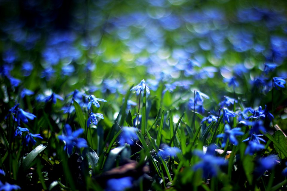 Close Up Photo Of Blue Petaled Flower During Daytime