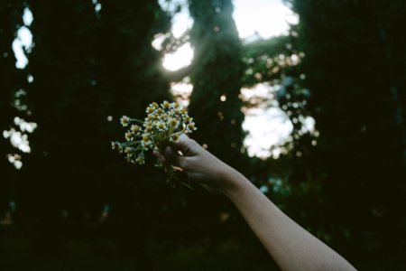 Person Holding Yellow Petal Flower During Daytime photo