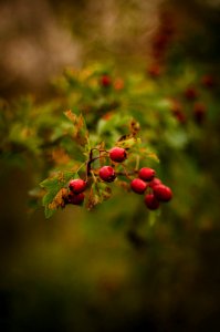 Red Flower Buds During Daytime