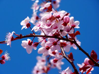 Photo Of Cherry Blossom photo