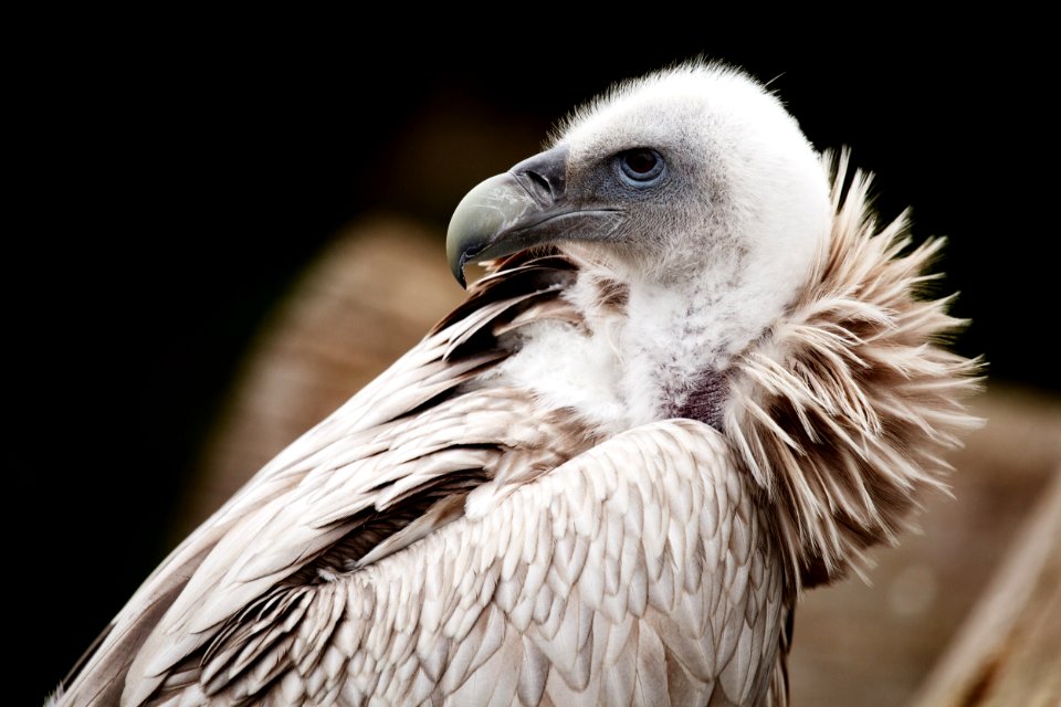 White And Brown Bird
