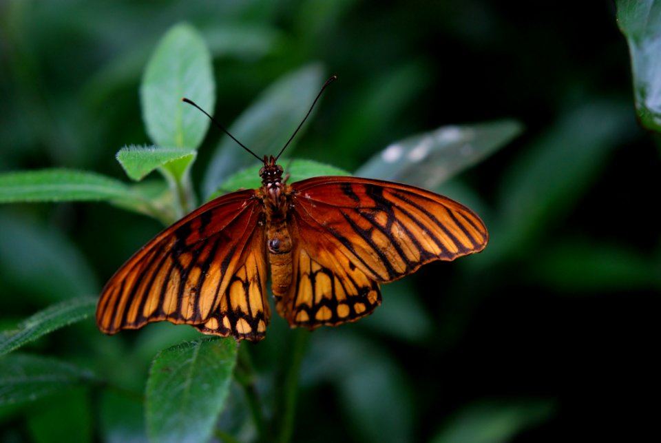 Brown And Black Butterfly On Green Plant During Daytime