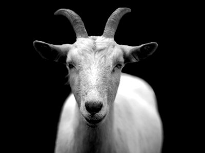 Gray Scale Photo Of Goat photo