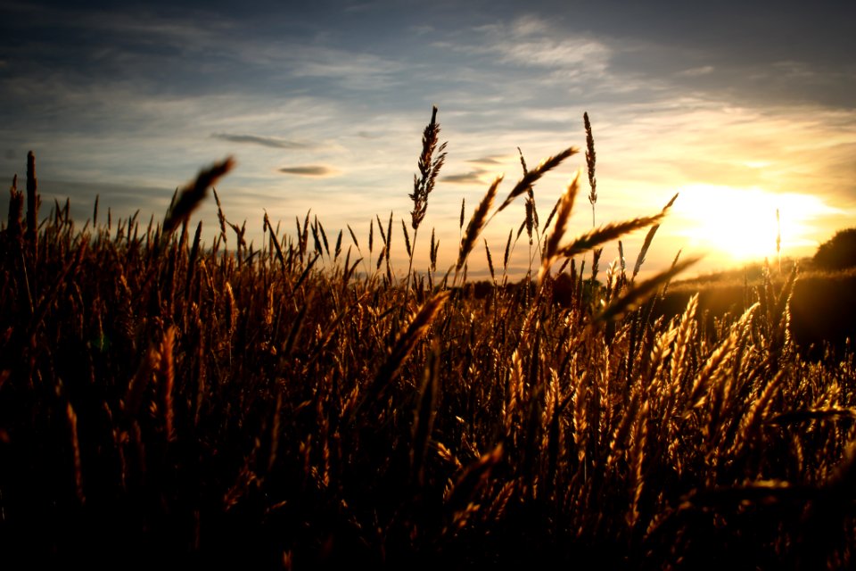 Close Up Image Of Brown Grass Over Clear Sky