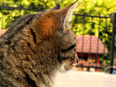 Brown Tabby Cat photo