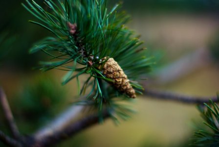 Pine Cone On Coniferous Tree