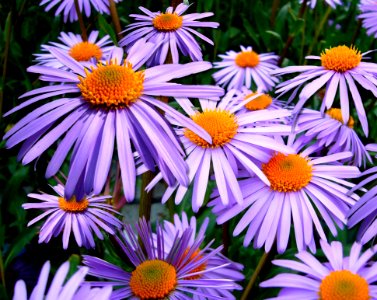 Purple Petal Flower photo