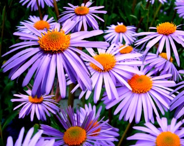 Purple Petal Flower
