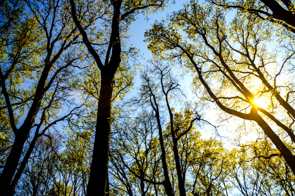 Thin Trees With Small Green Leaves