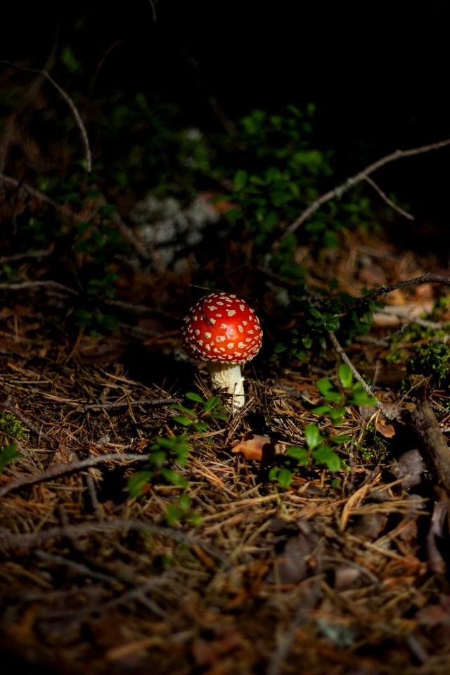 White And Red Mushroom On Brown Floor
