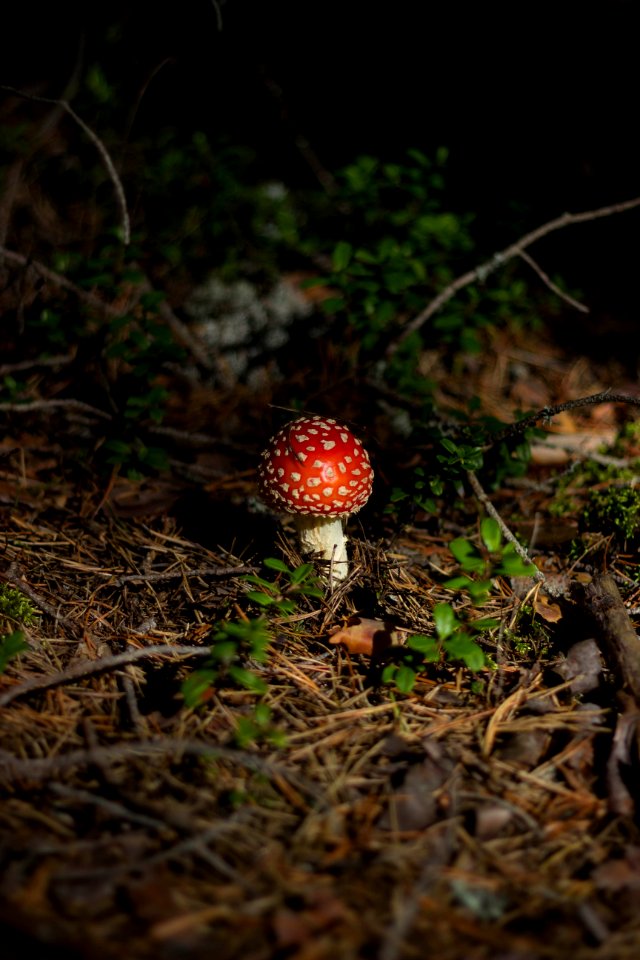 White And Red Mushroom On Brown Floor photo