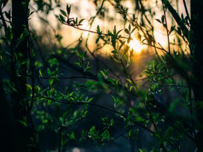 Sun Shining On Green Leaves In Forest