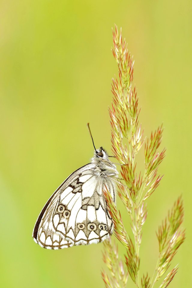 White And Brown Butterfly On Green And Pink Leaf Plant