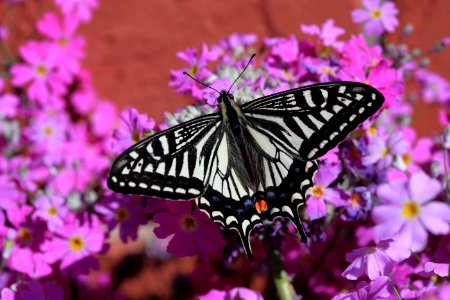 White And Black Butterfly On Pink White And Yellow Flowers photo