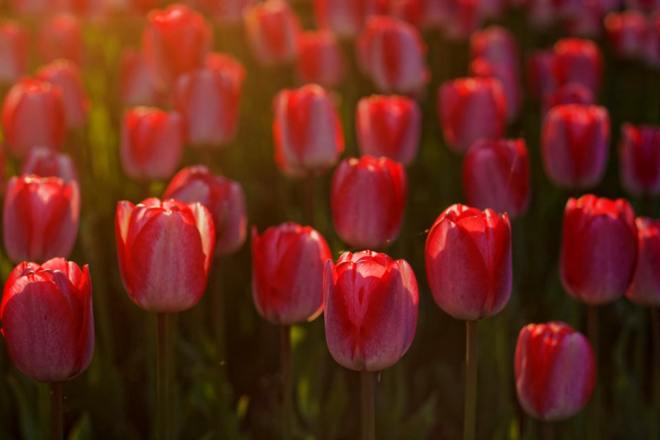 Red Flowers During Sunset