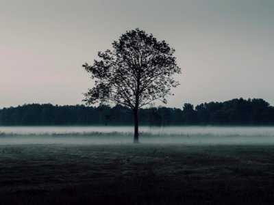 Lone Tree In A Misty Landscape photo