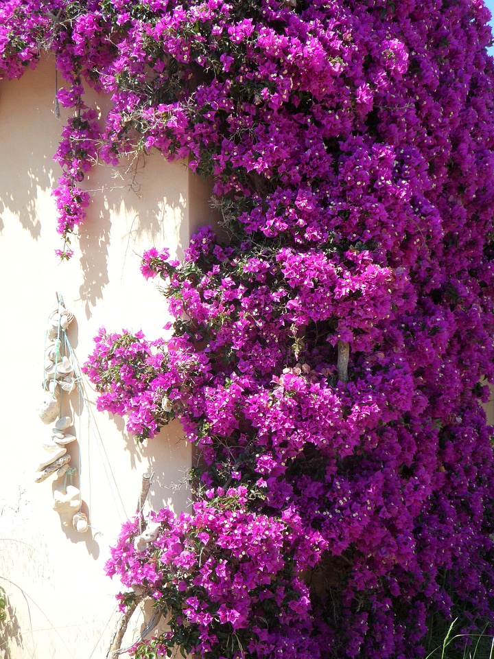 Triple flower flower pink