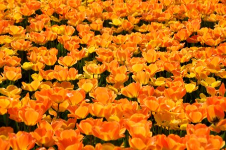 Orange And Yellow Petaled Flowers photo
