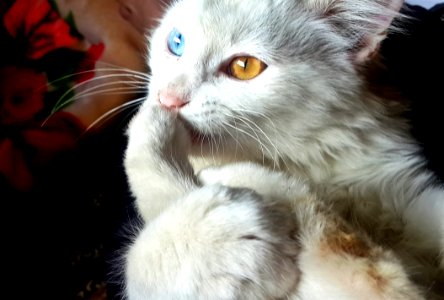 White Blue And Orange Eyed Cat