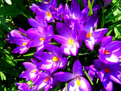 Purple Petaled Flower photo