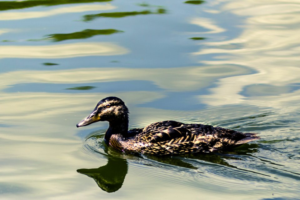 Black Duck photo